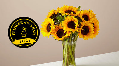5 interesting Facts About Sunflowers
