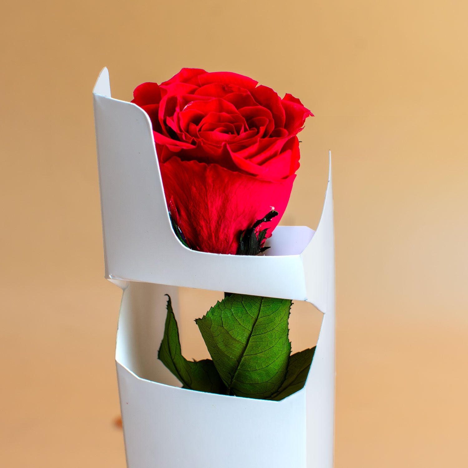 One Love Single ForeverRoses™️ Stem