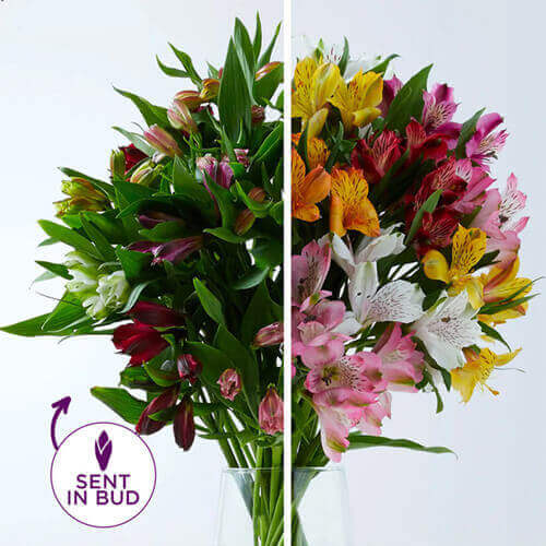 Shades of Alstromeria Bouquet