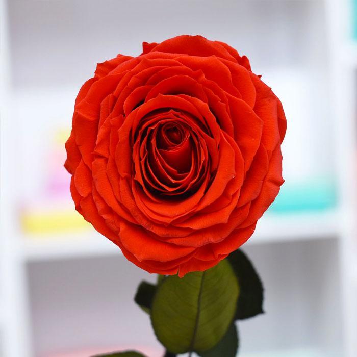 ForeverRoses™  Red Bella Rose